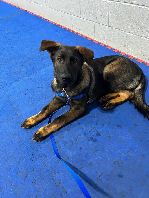 On The Ball Dog Training