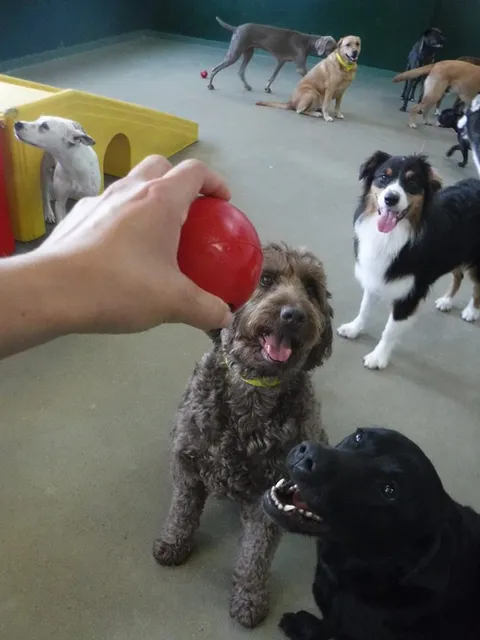 Best In Show Pet Resort