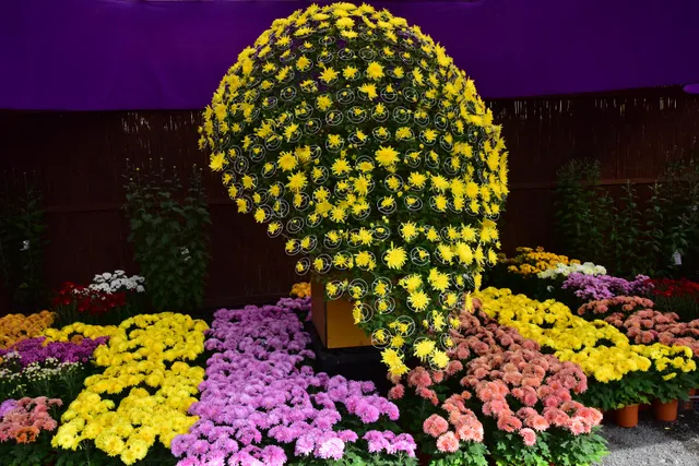 Nihonmatsu Chrysanthemum Festival Venue