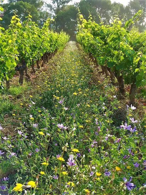 Domaines & Vignoble comestible Castell (Vins, Maraîchage, Gastronomie, Chambres)