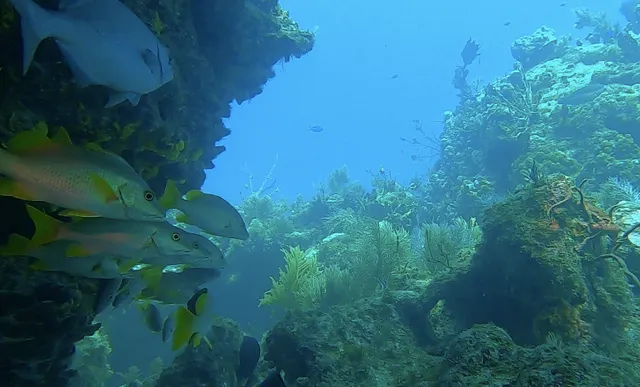 French Reef Restoration Area