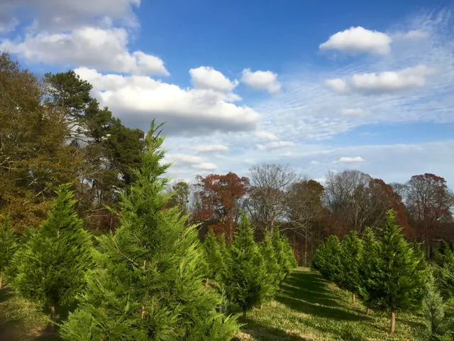 Cooper's Tree Farm