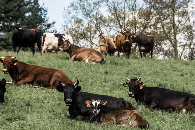 Hawthorne Valley Farm