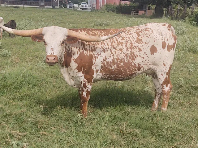 Lonesome Pines Ranch