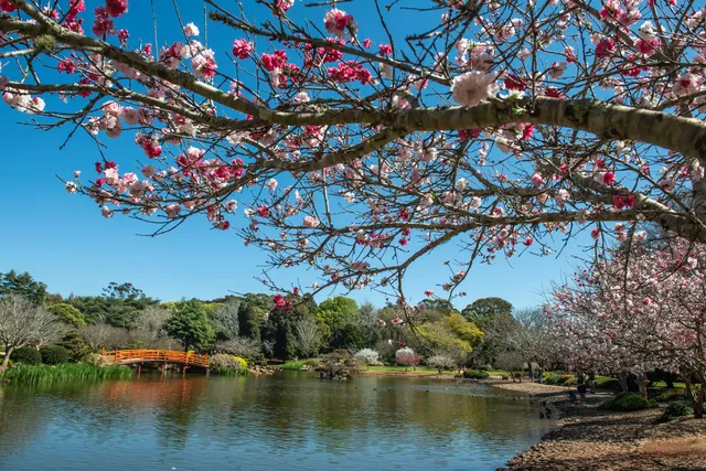 UniSQ Japanese Garden QLD