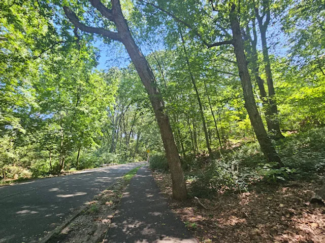 Forest Park Pine Grove