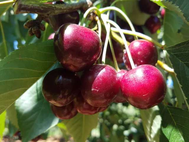Hood River Cherry Company
