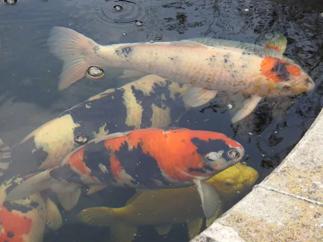 Koi-Gartenteich