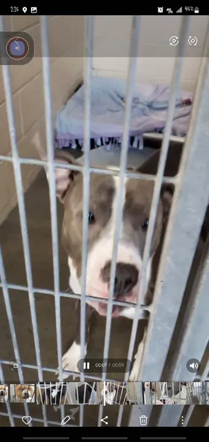 Harker Heights Pet Adoption Center