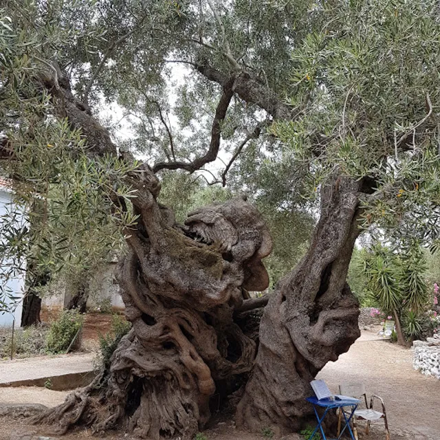 Olive Tree Restaurant