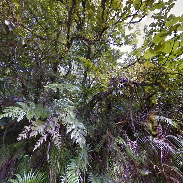 Fagasā Pass Trailhead to Mt. 'Alava Hiking Trail