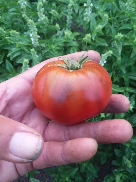 Fulfilling Fields Organic Farm