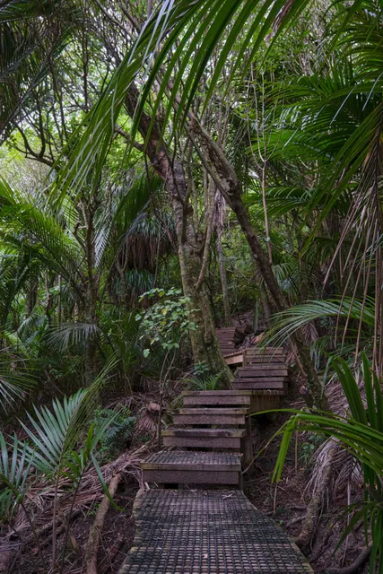 Barry Hadfield Nikau Reserve