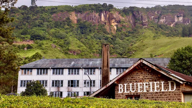 Bluefield Tea Factory