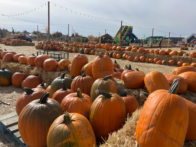 Pumpkin Palooza Treasure Valley