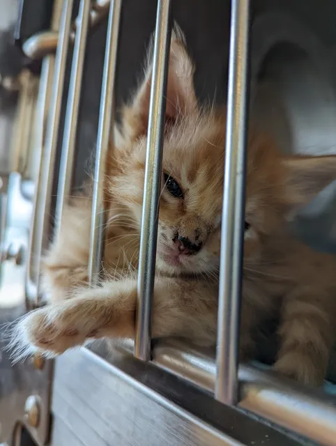 Mineral Wells Animal Shelter