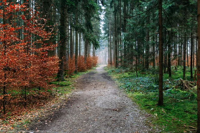 Walderlebnispfad Rothschwaiger Forst