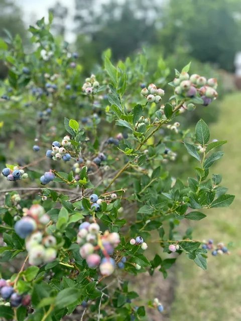 Santa Fe River Farms