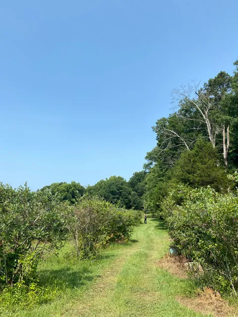 Gentry Farms Blueberry 101