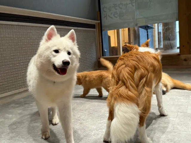 サモエドcafe・チャウチャウランド