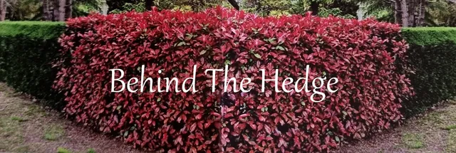 Behind the hedge