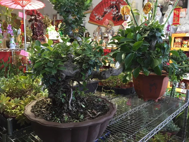 Qideas Plant Shop