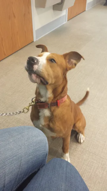 Sesser Animal Hospital