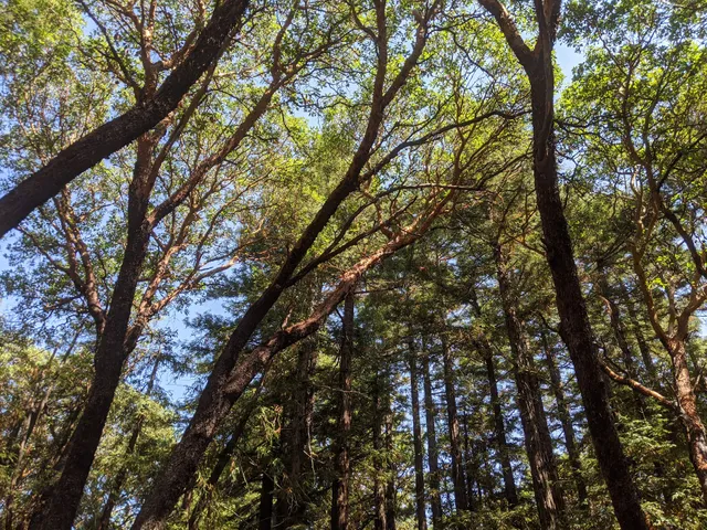 Zwierlein Picnic Area