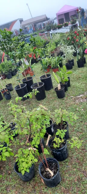 Okefenokee Fairgrounds