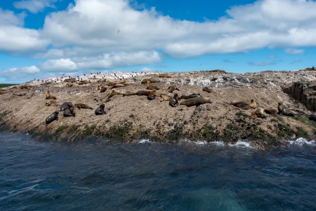 Stanley Seal Cruises