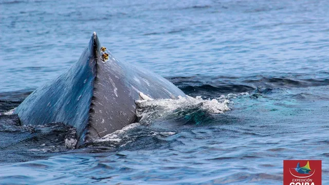 EXPEDITION COIBA PANAMA - SCUBA DIVING TOURD