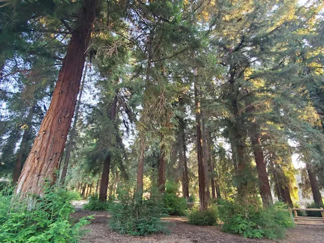 Redwood Grove