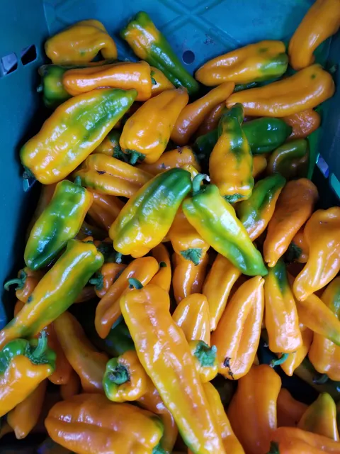 Old Greenwich Farmers Market