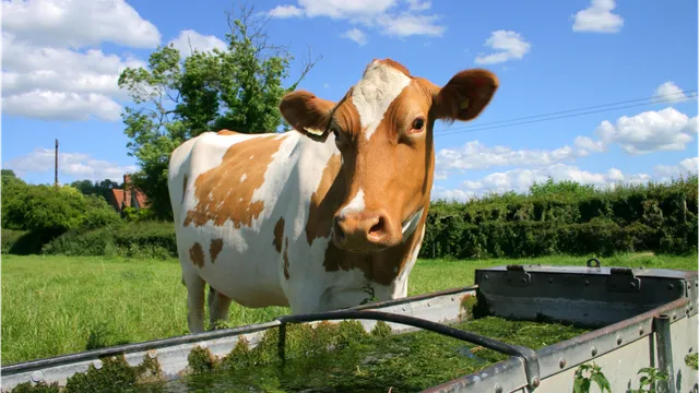 Texhoma Livestock Auction