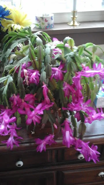 Nature's Paradise Health Food