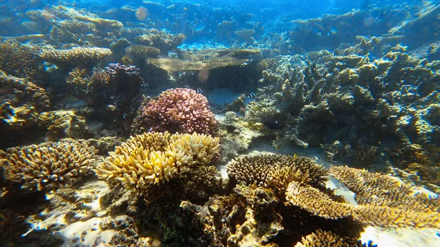 Oyster Stacks Snorkelling Area