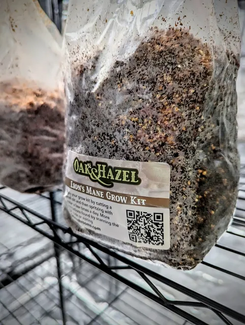 Oak & Hazel mushrooms