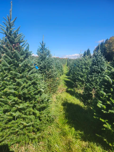 Noel's Tree Farm