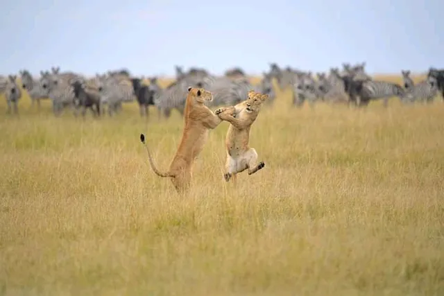 Afro-Vertex Tours & Safaris