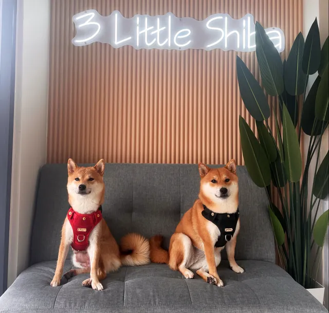 Three Little Shiba Studio And Cafe