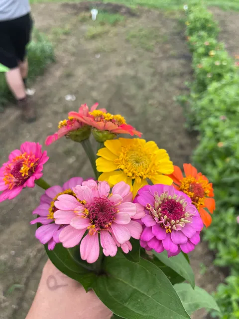 Marshall Family Farms: Farm Stand