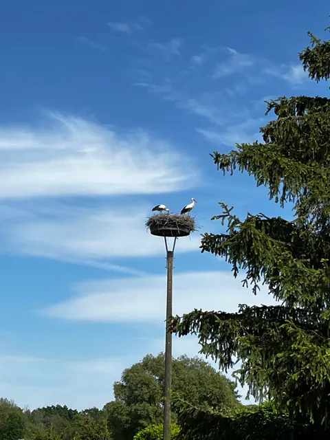 ADEBARSOASE - Jung & Regel