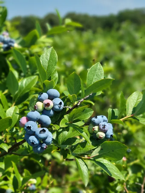 Black and Blue Berry Farm
