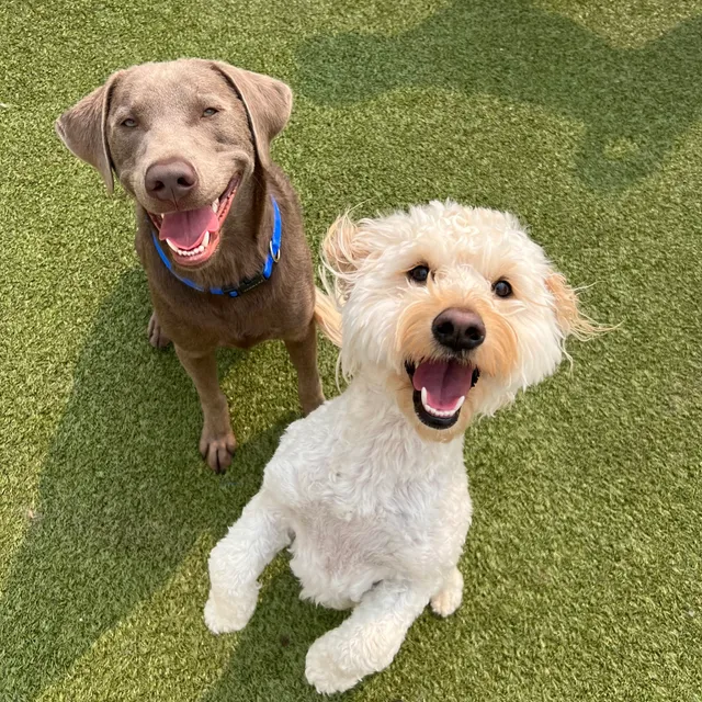 Dogtopia of Birmingham