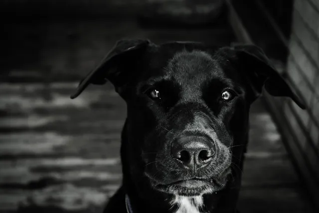 Poochie's Resort & Spa