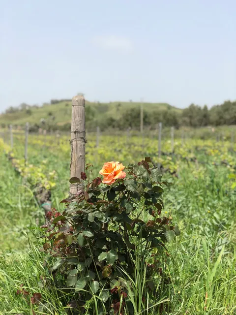 La Pizzuta Del Principe