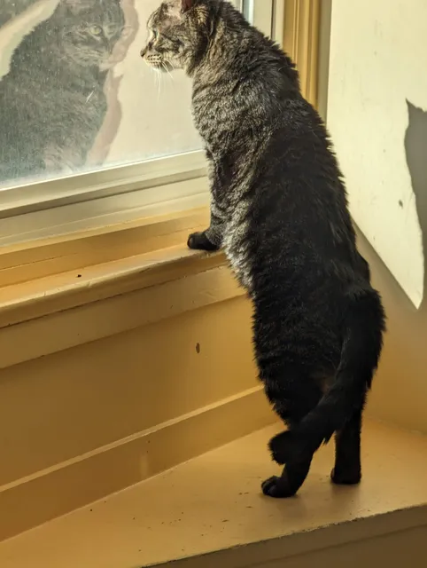 Cats Only Veterinary Hospital