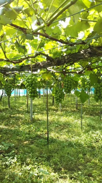 Sakai Orchards