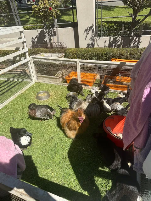 A Farmyard on Wheels