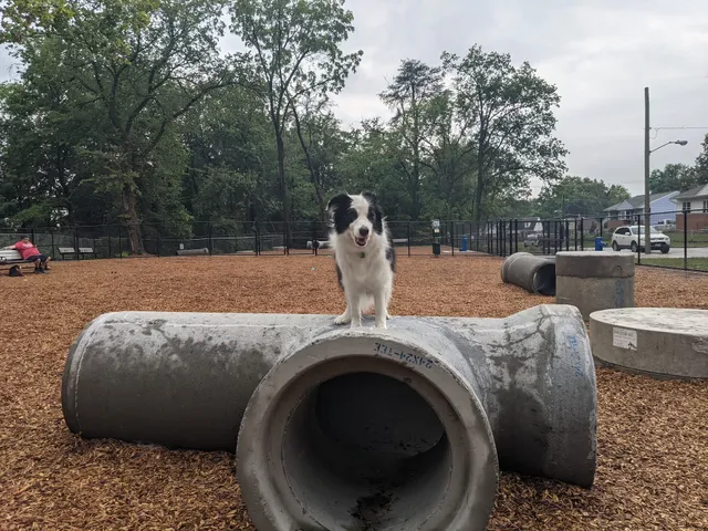 Hollywood Dog Park